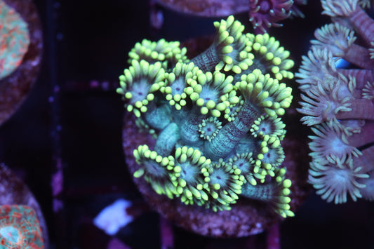 Yellow Tip Goni (A248)