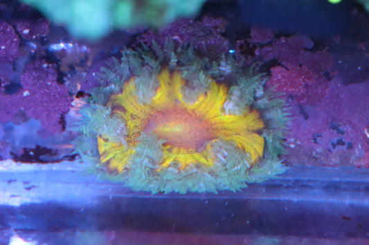 Yellow/ Teal Rock Flower Anemone ~2" G100