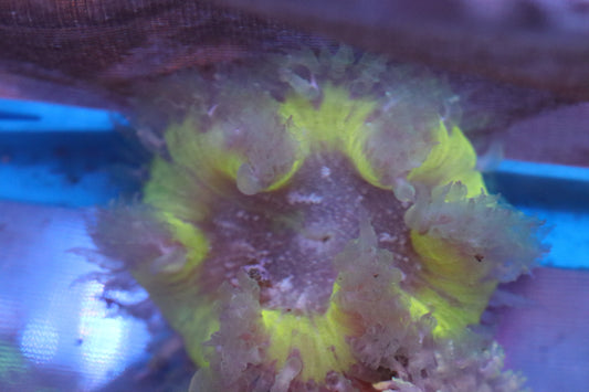 Yellow Center Rock Flower Anemone ~2"