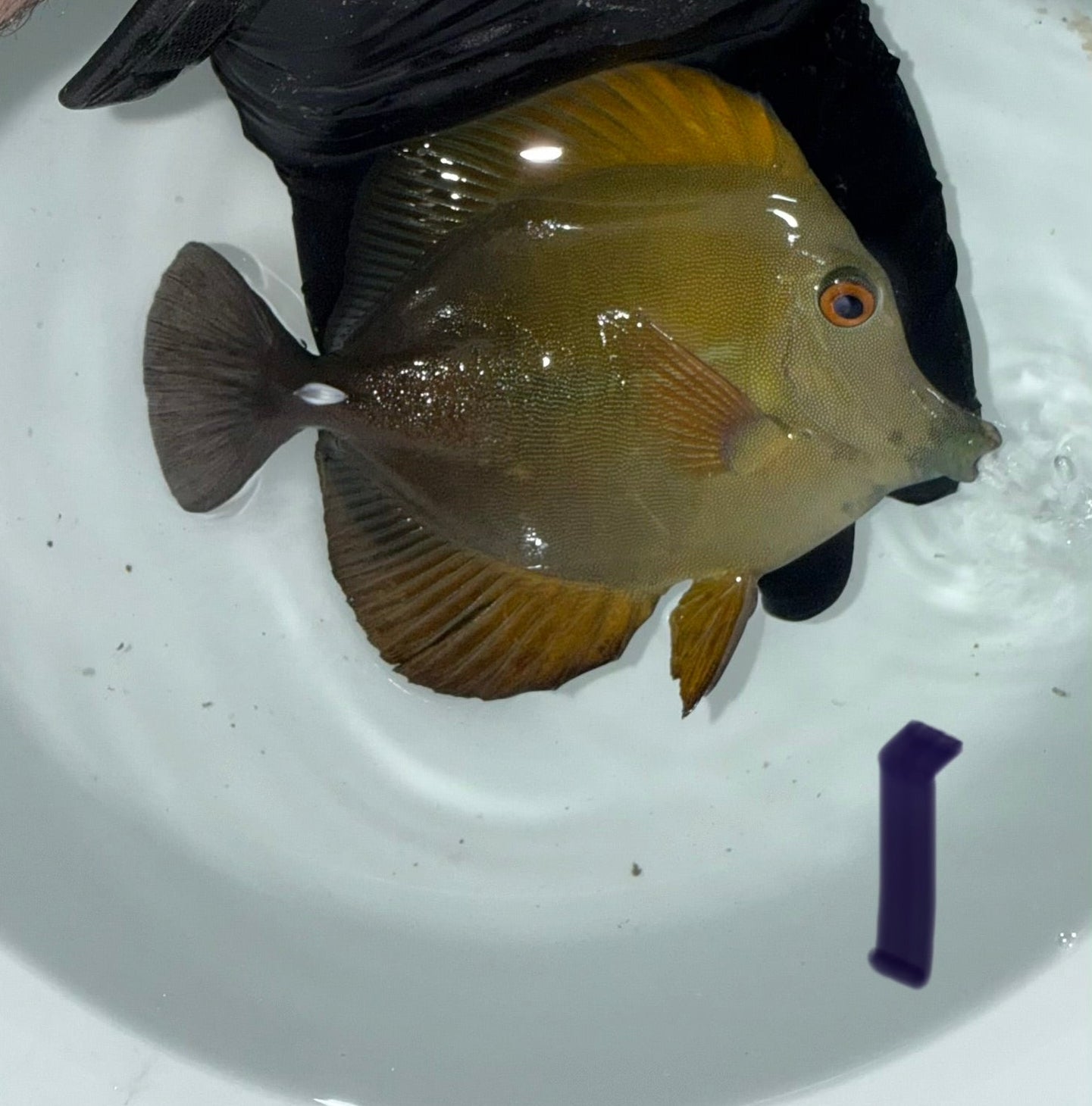Blue Face Koi Scopas Tang wysiwyg #1 (4-6")