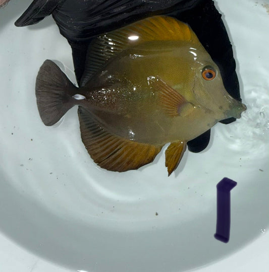 Blue Face Koi Scopas Tang wysiwyg #1 (4-6")