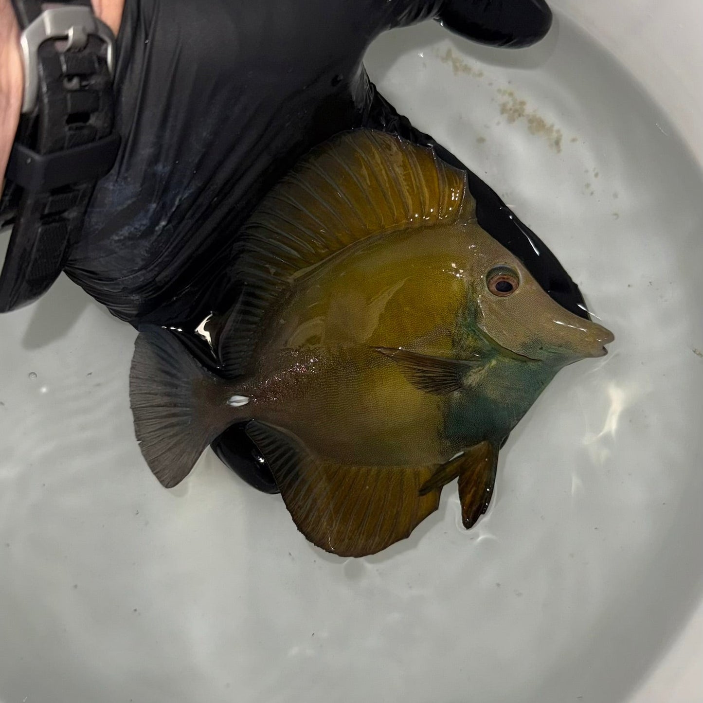 Blue Face Koi Scopas Tang wysiwyg #2 (4-6")