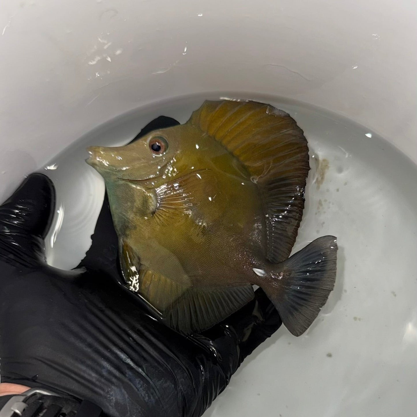 Blue Face Koi Scopas Tang wysiwyg #2 (4-6")