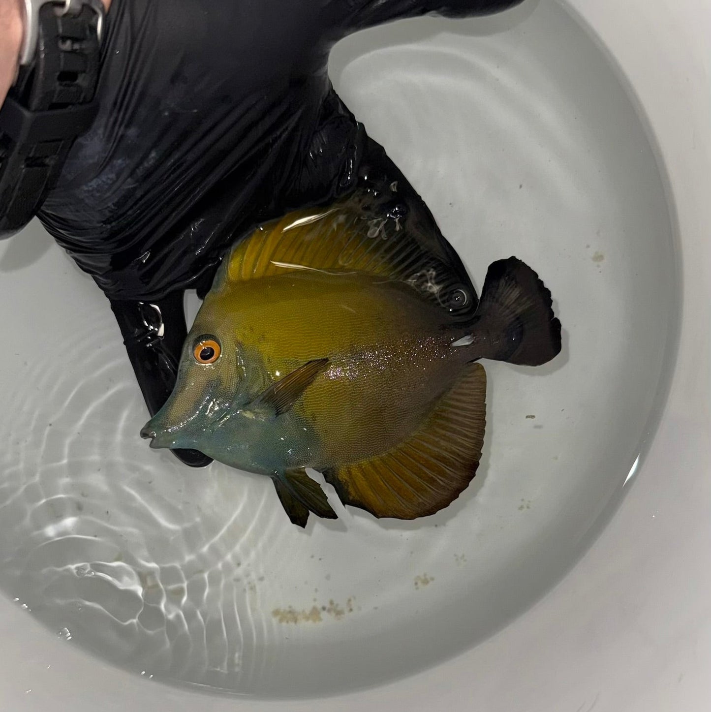 Blue Face Koi Scopas Tang wysiwyg #3 (4-6")
