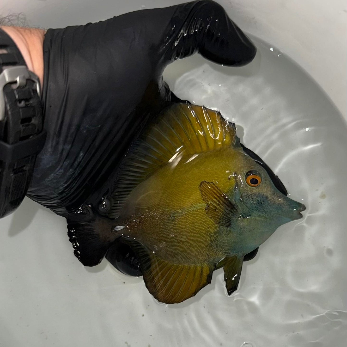 Blue Face Koi Scopas Tang wysiwyg #3 (4-6")