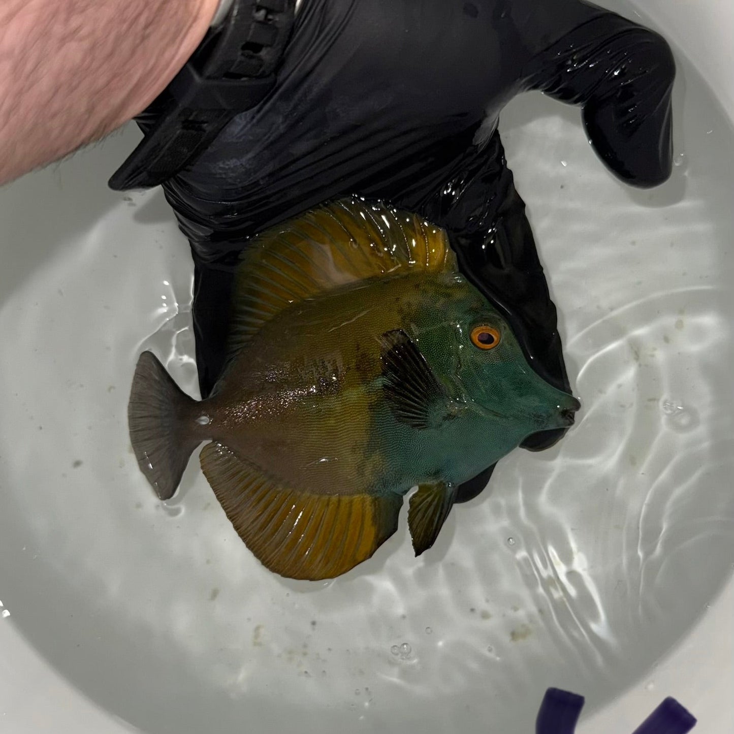 Blue Face Koi Scopas Tang wysiwyg #4 (4-6")