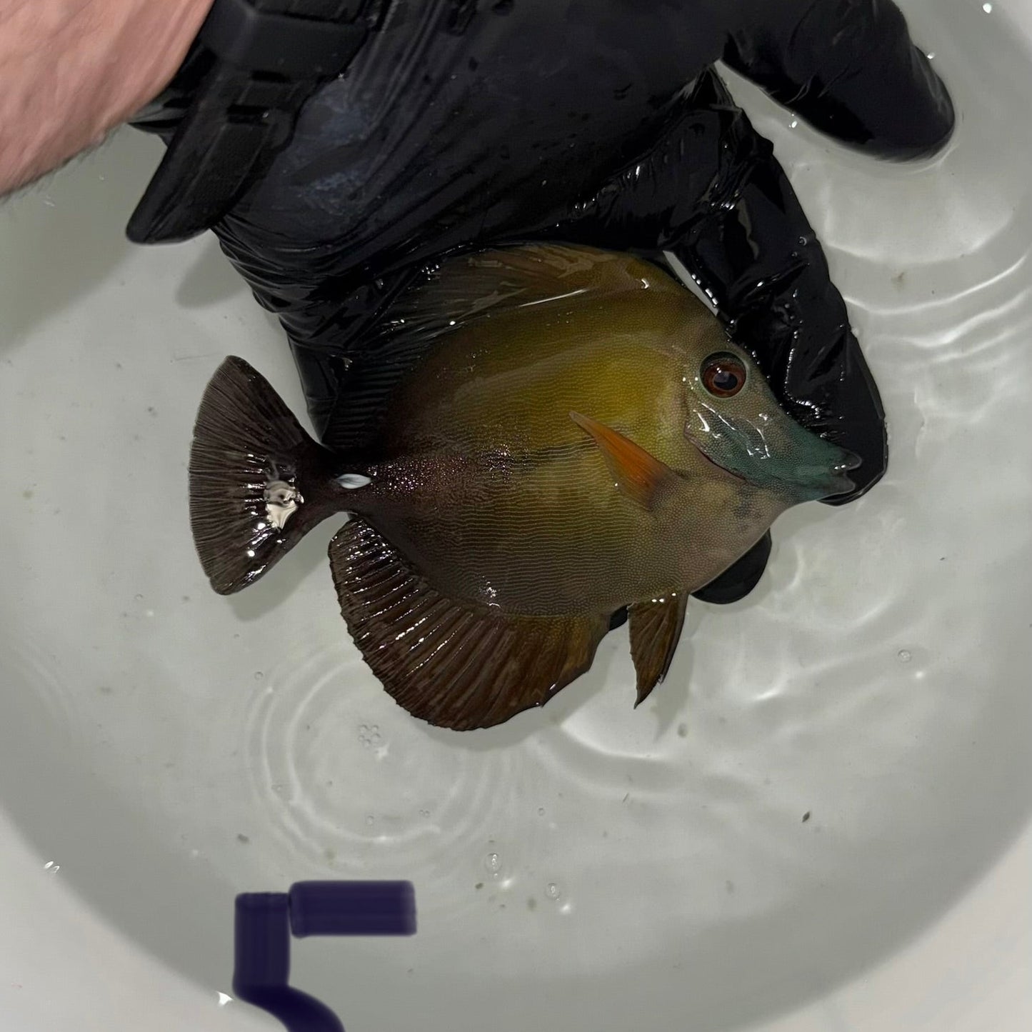 Blue Face Koi Scopas Tang wysiwyg #5 (4-6")