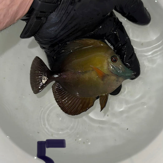 Blue Face Koi Scopas Tang wysiwyg #5 (4-6")