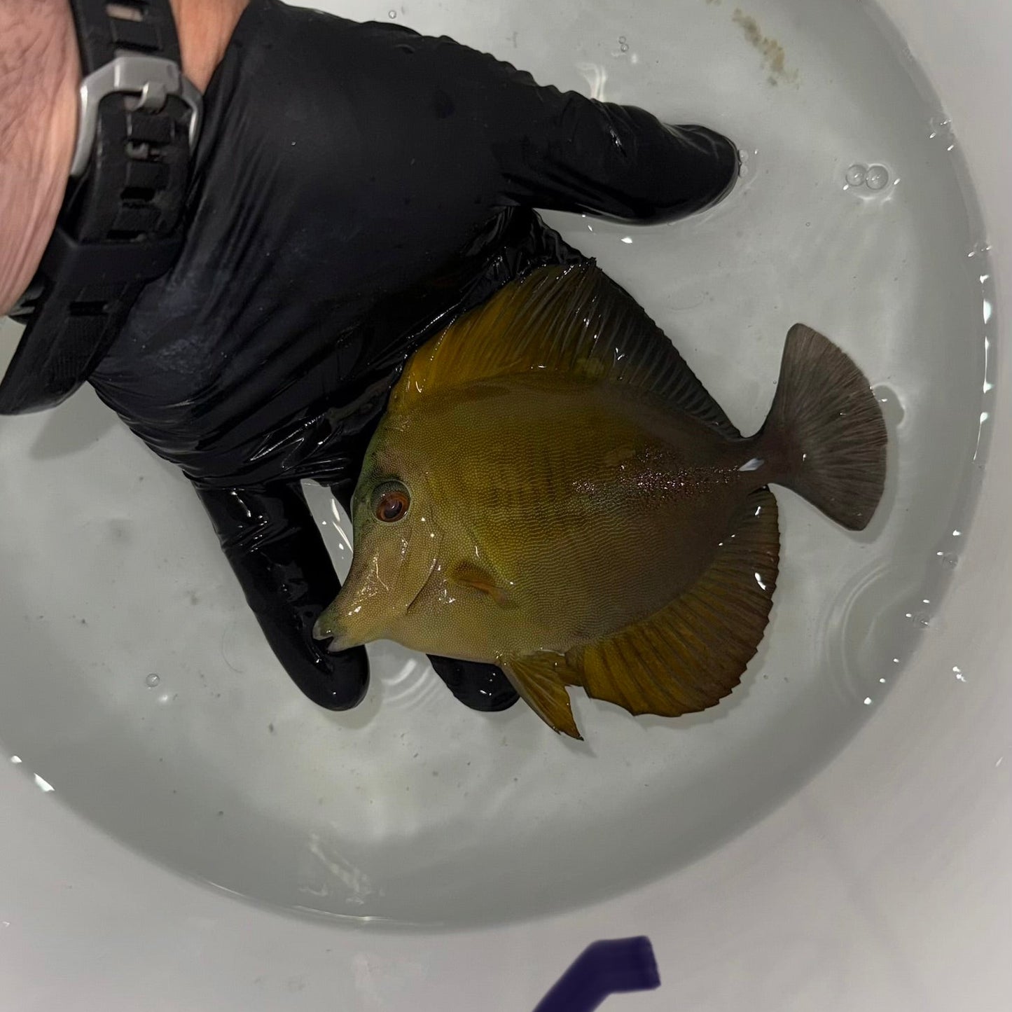 Blue Face Koi Scopas Tang wysiwyg #6 (4-6")