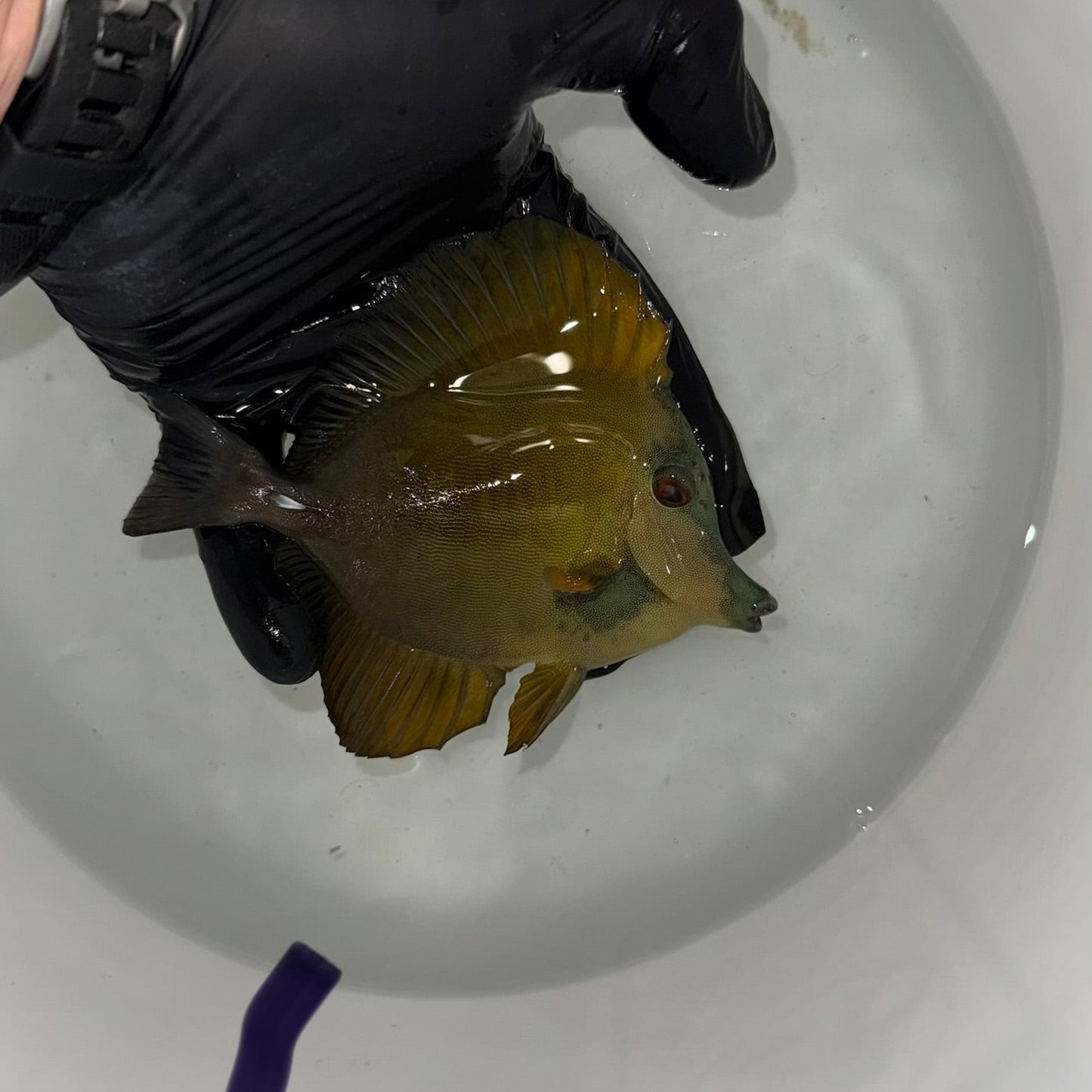 Blue Face Koi Scopas Tang wysiwyg #6 (4-6")