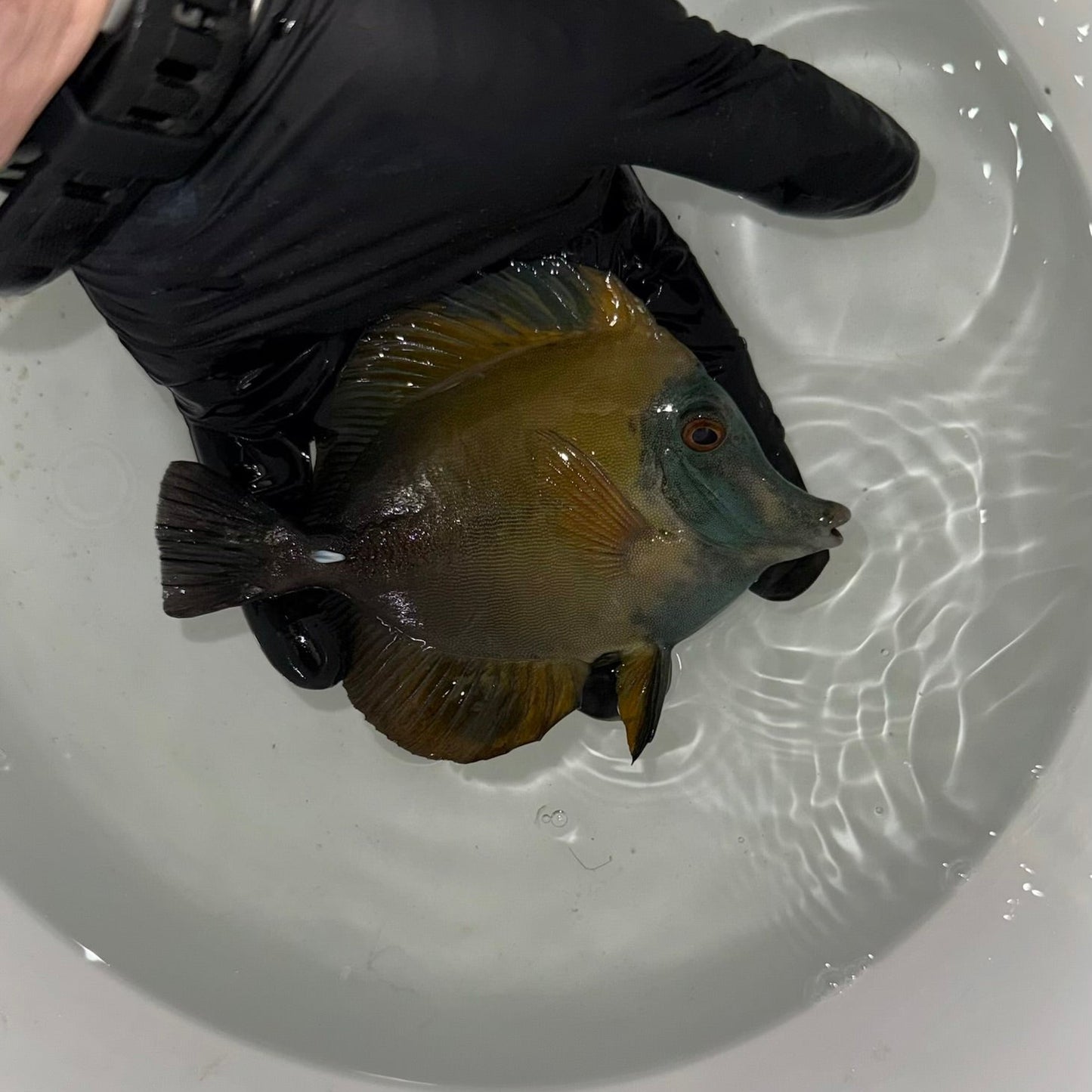 Blue Face Koi Scopas Tang wysiwyg #7 (4-6")
