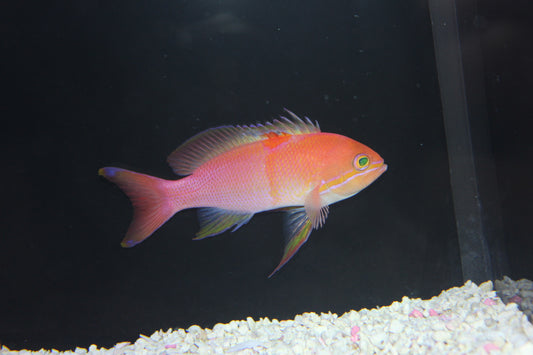 Hutomo's Anthias - Pseudanthias hutomoi