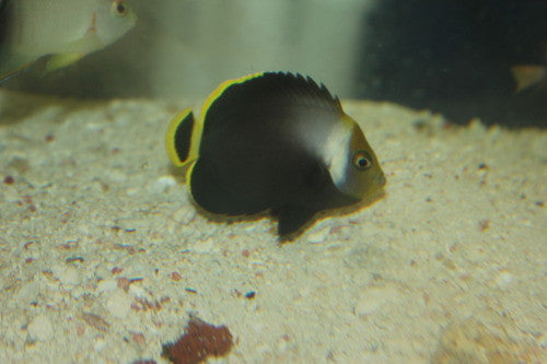 Black Velvet Angelfish (2" Juvenile)