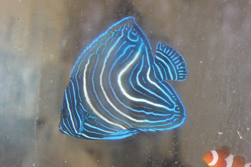Koran Angelfish-4" juv