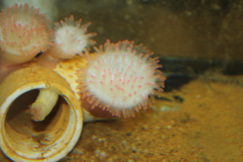 Pink Tip Bubble Tip Anemone (RBTA)-3-4"