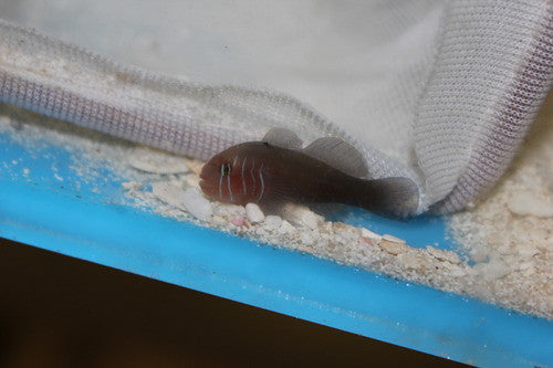 Red Clown Goby