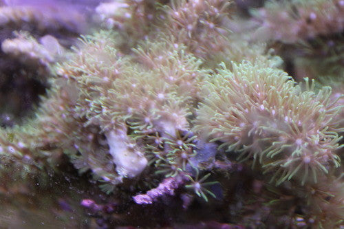 Green Star Polyps (Pachyclavularia)-2" frag
