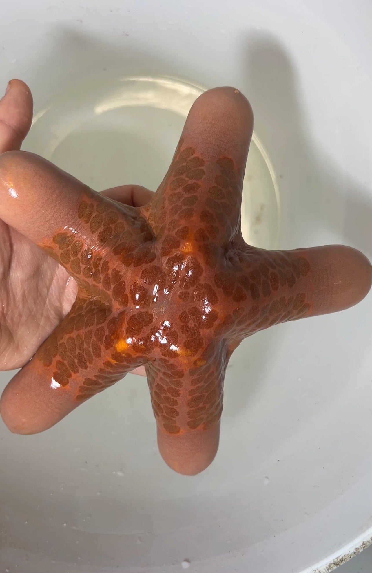 Granulated Sea Star - Choriaster granulatus – NYAquatic