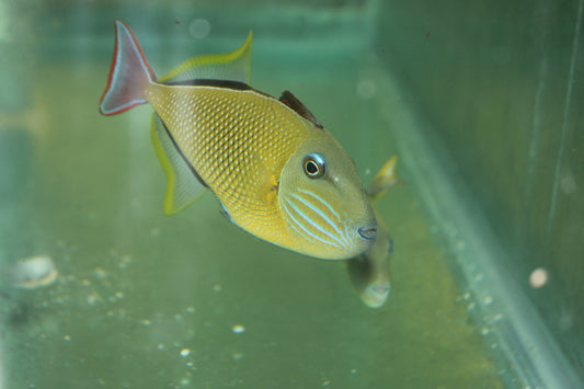 Crosshatch Trigger (Xanthichthys mento)-  5" pair