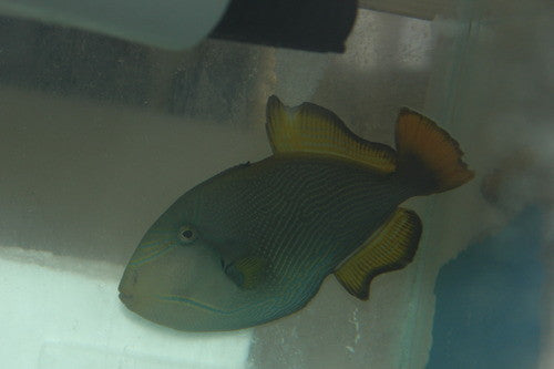 Red Finned Trigger (Sri Lanka 5")