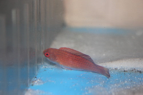 Red Sea 8 line flasher wrasse