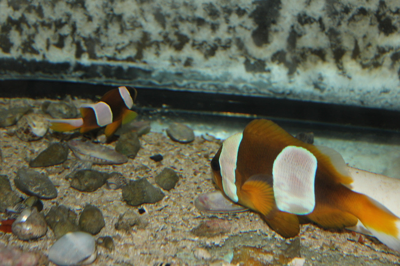 Madagascar clown PAIR  /  Amphiprion Latifasciatus