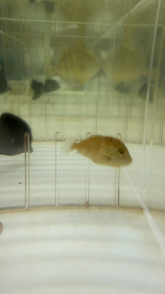 Juv Golden Trigger (2")