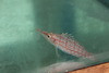 Longnose Hawkfish