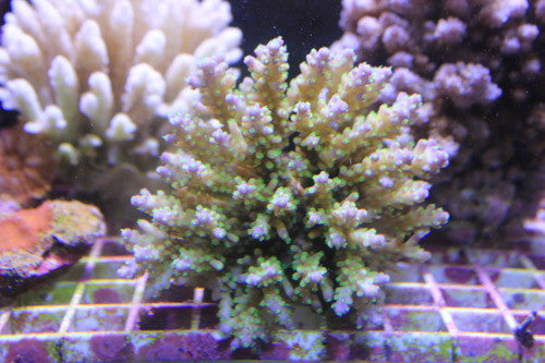 Green and Purple Acropora-XL Colony
