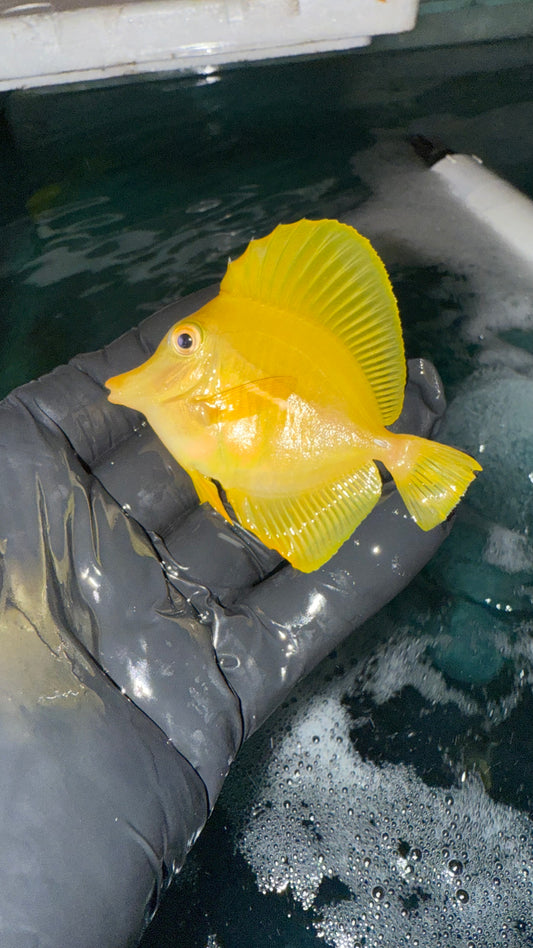 Yellow Tang (Zebrasoma flavescens) 4" (Sea of Japan)