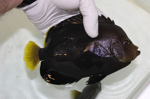Chaetodontoplus Dimidiatus (Velvet Angelfish)