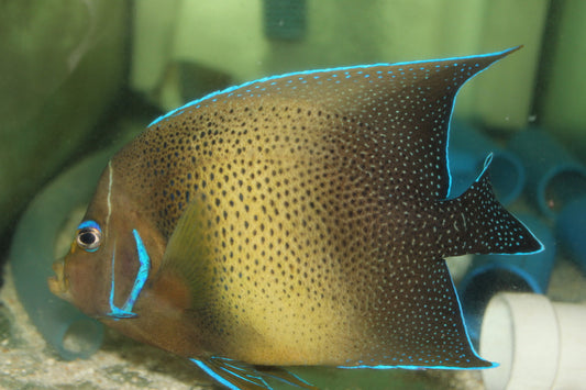 Koran Angelfish-XL (8" adult))