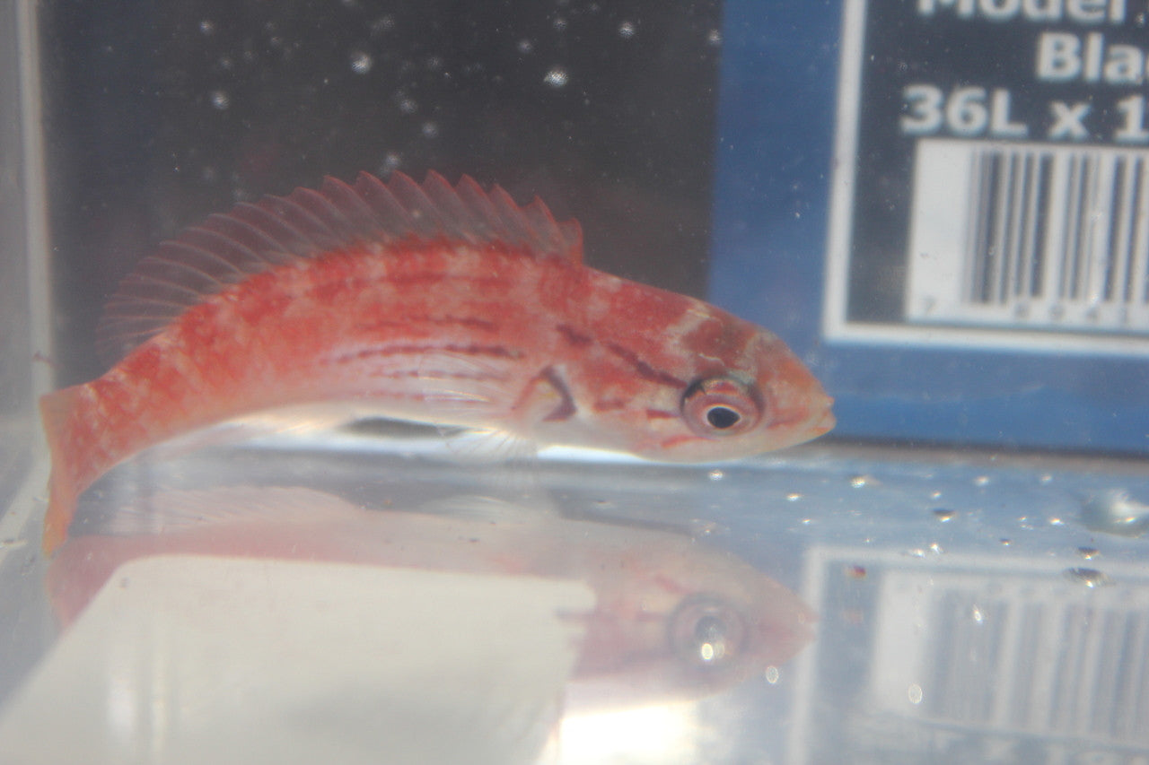 Half Band Flasher Wrasse (Paracheilinus hemitaeniatus) sub male (4")