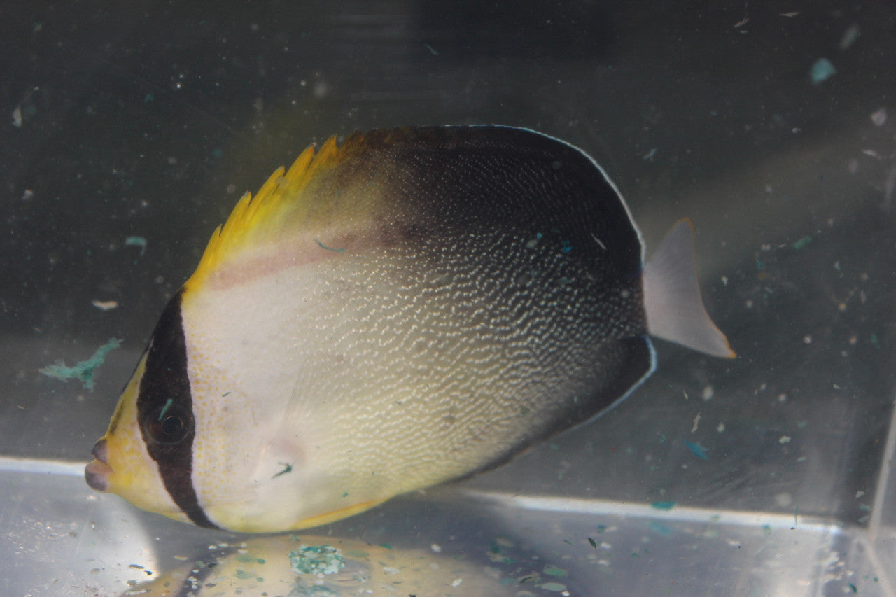 Greytail Poliourus Angelfish (Chaetodontoplus poliourus)