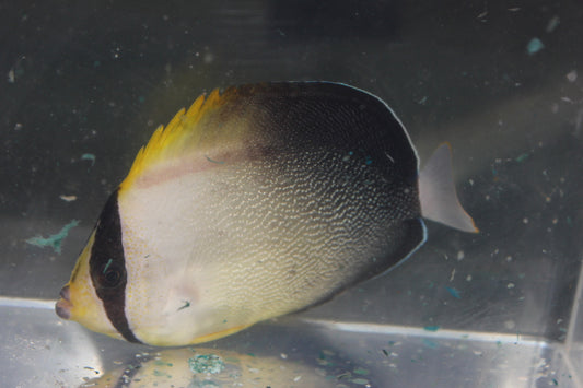 Greytail Poliourus Angelfish (Chaetodontoplus poliourus)
