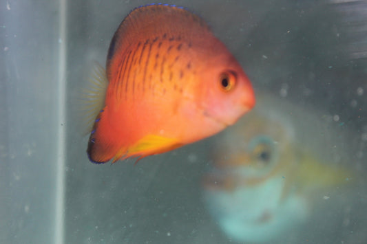 Hybrid Angelfish 2”(aka Shephardi-flame x rusty)