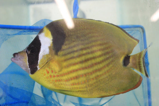 Hybrid Wiebeli Butterfly | Chaetodon wiebeli (6")