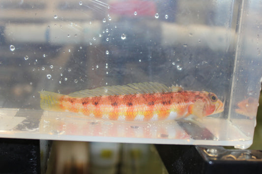China Sea  Goby | parapercis rubromaculata