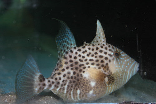 Golden Heart Trigger (8-9")