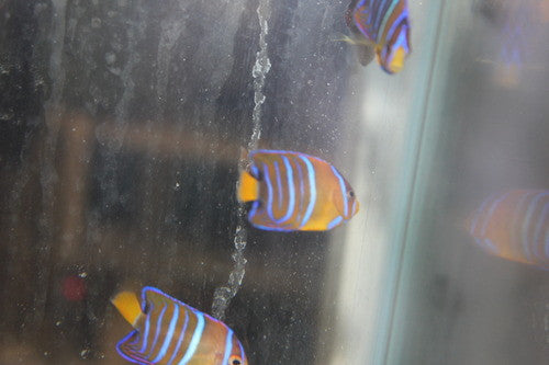 Passer Angelfish (2")