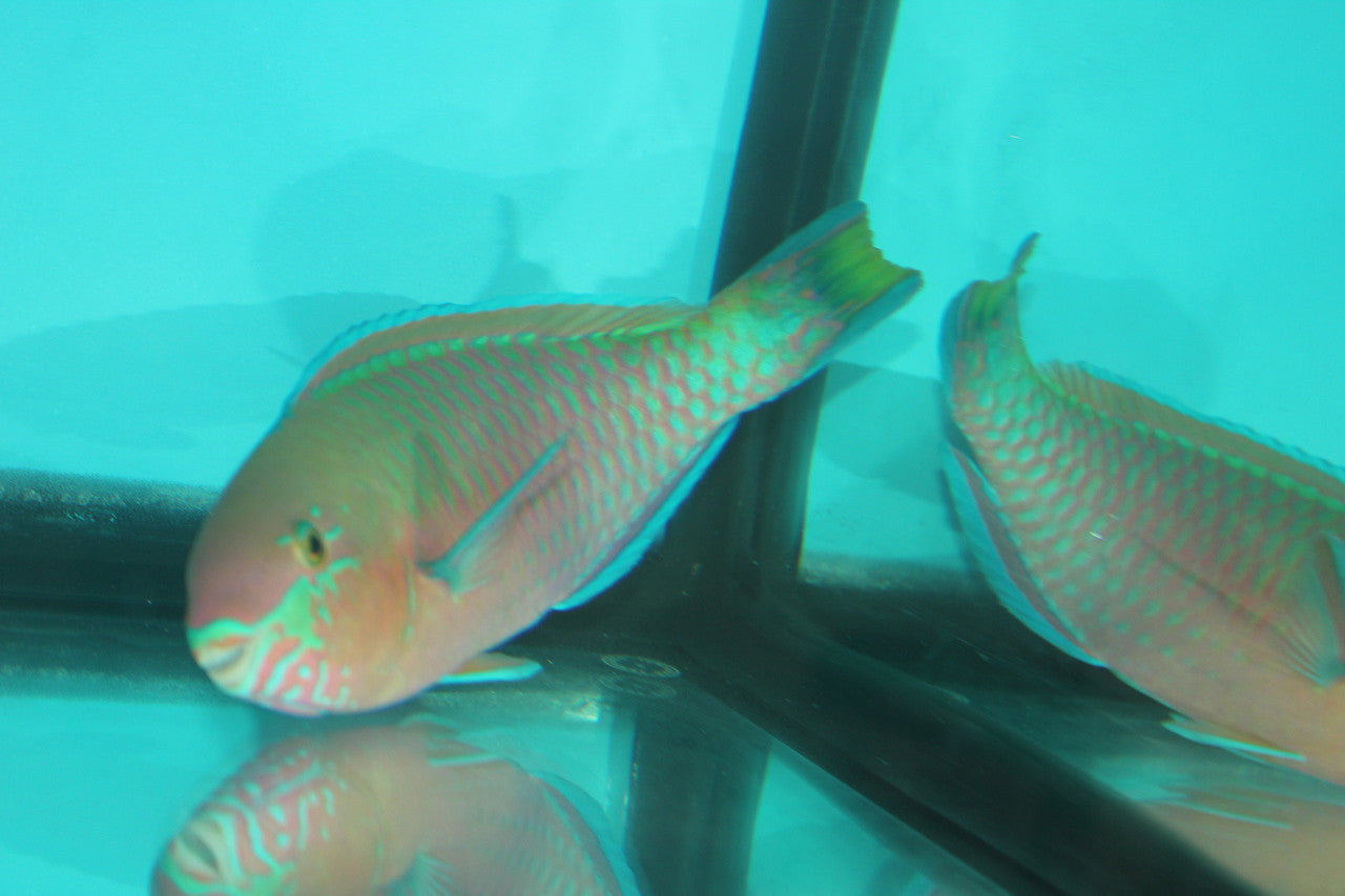 Quoyi Parrotfish (5-6")