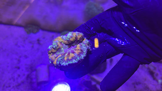 Maxi Mini Carpet Anemone-Rainbow