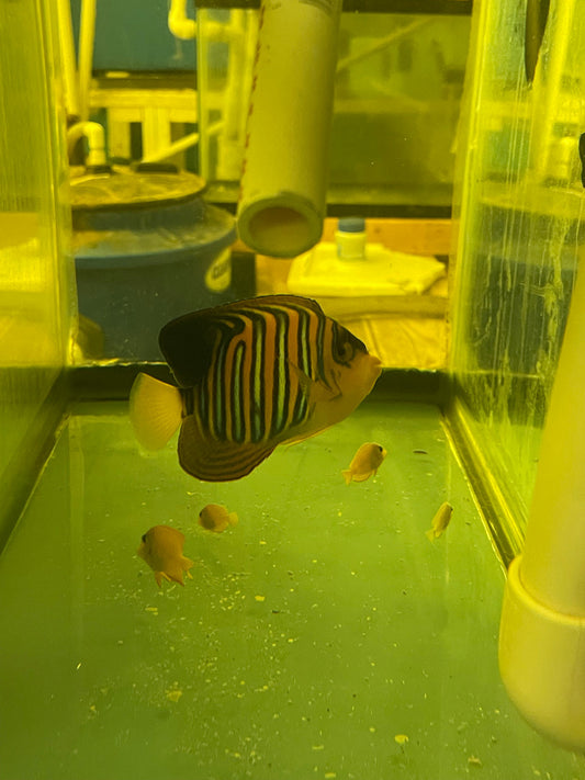 Regal Angel (True Red Sea)-4" Misbar #1