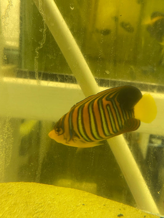 Regal Angel (True Red Sea)-4" Misbar #3