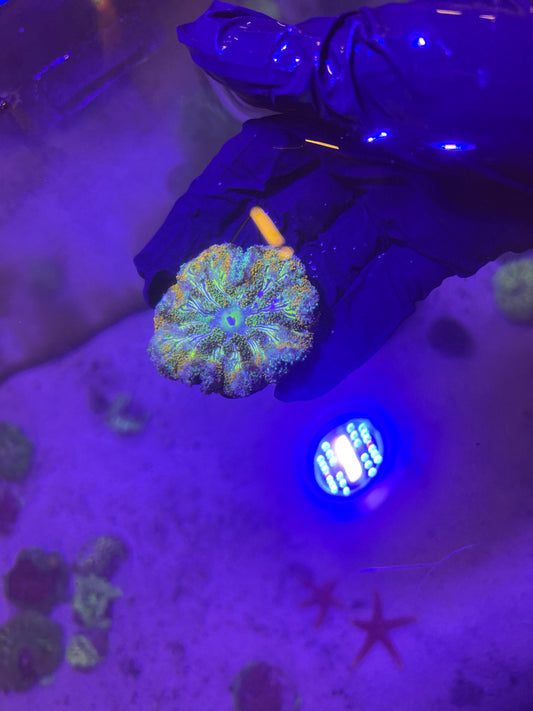 Maxi Mini Carpet Anemone-Green (3”)