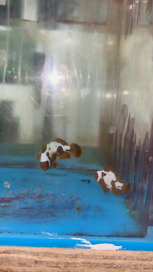 Lightning Maroon Clownfish (2-4 cm) PAIR WYSIWYG