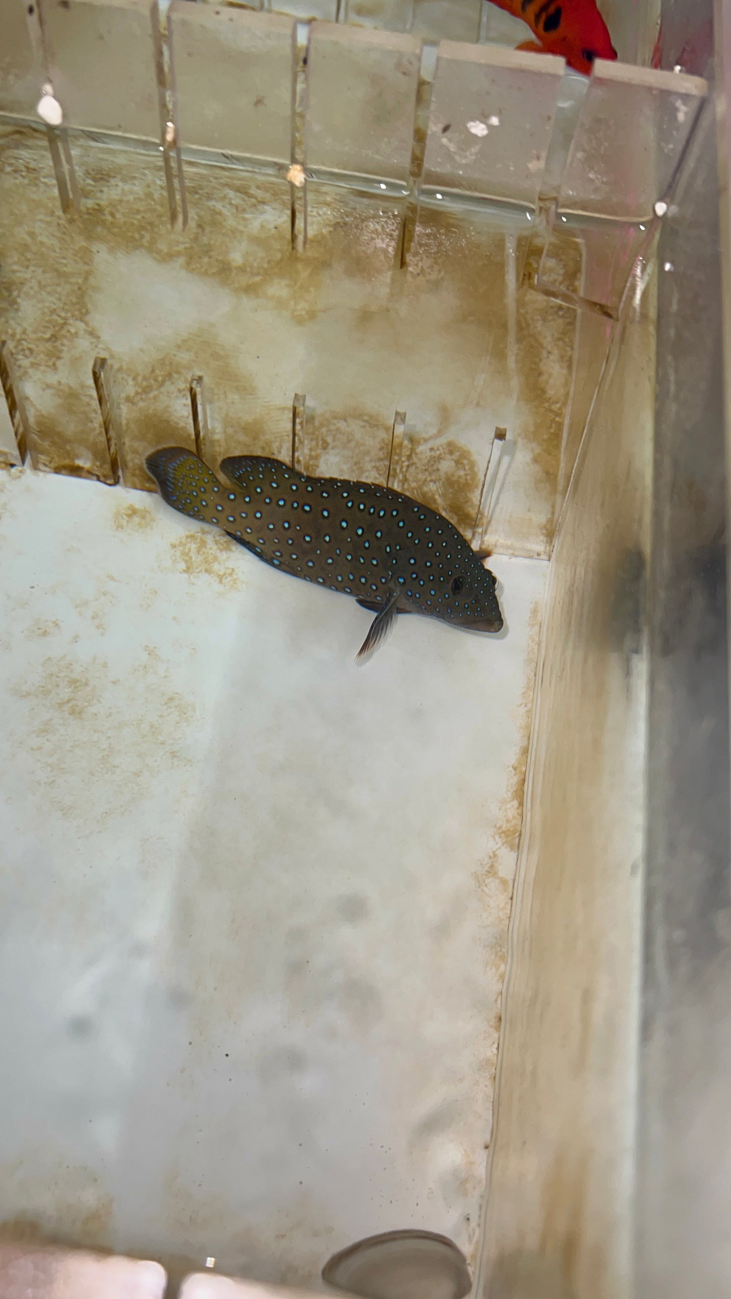 Argus (blue dot) Grouper- 3”