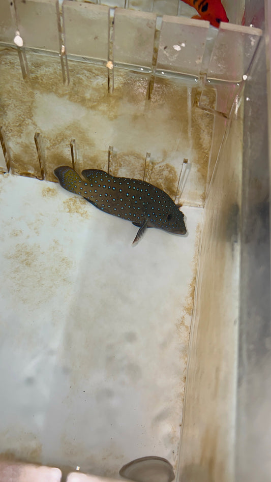 Argus (blue dot) Grouper- 3”
