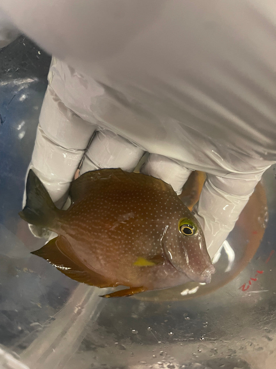 Spotted yellow eye Bristletooth Tang