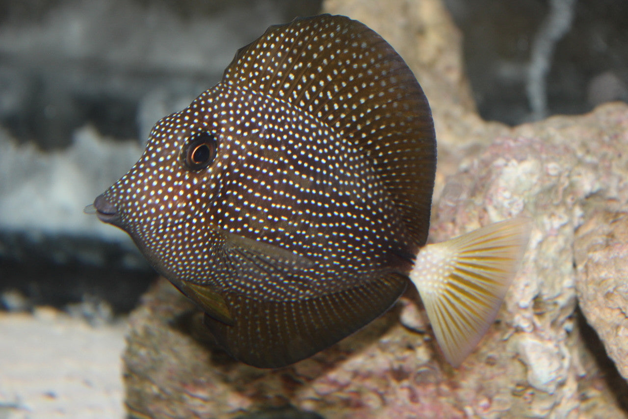 Gem Tang (6-7") | Zebrasoma gemmatum